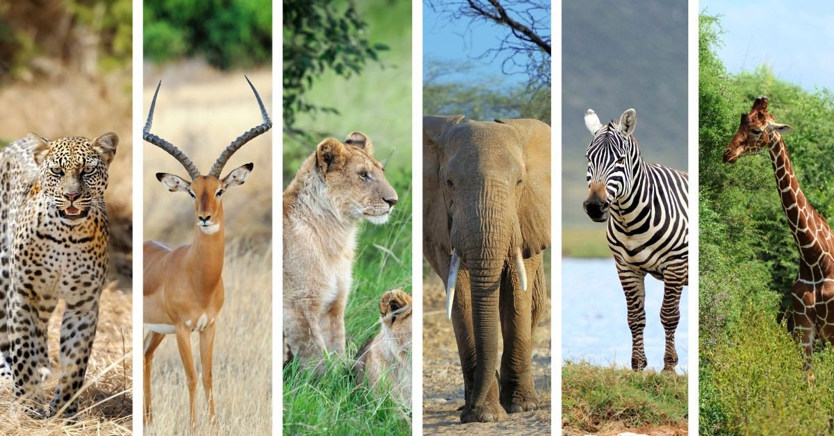 Ảnh chụp cận cảnh một con hổ đang nhìn thẳng, biểu tượng cho chủ đề động vật và bảo tồn trong bài thi IELTS