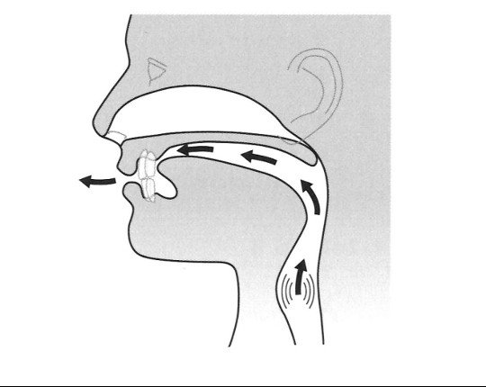 Biểu đồ miêu tả vị trí lưỡi và luồng hơi khi phát âm cặp phụ âm hữu thanh /z/ và vô thanh /s/.