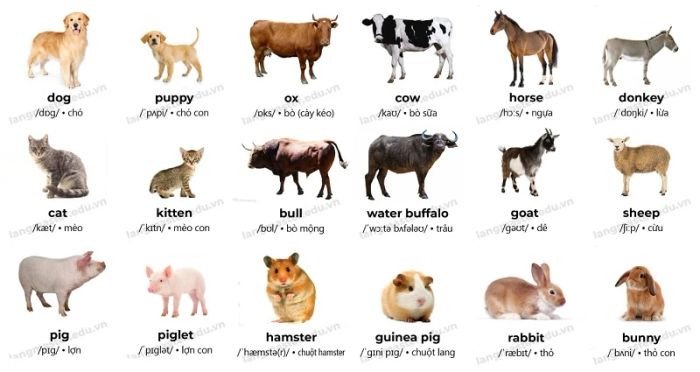 Các loài vật nuôi và gia súc phổ biến trong trang trại