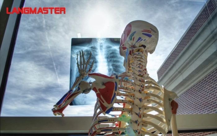 Cấu trúc xương và khớp trong từ vựng tiếng Anh y học