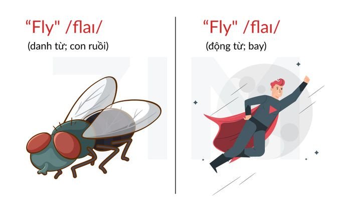 Con ruồi và máy bay, thể hiện hai nghĩa phổ biến của từ fly: côn trùng và hành động bay