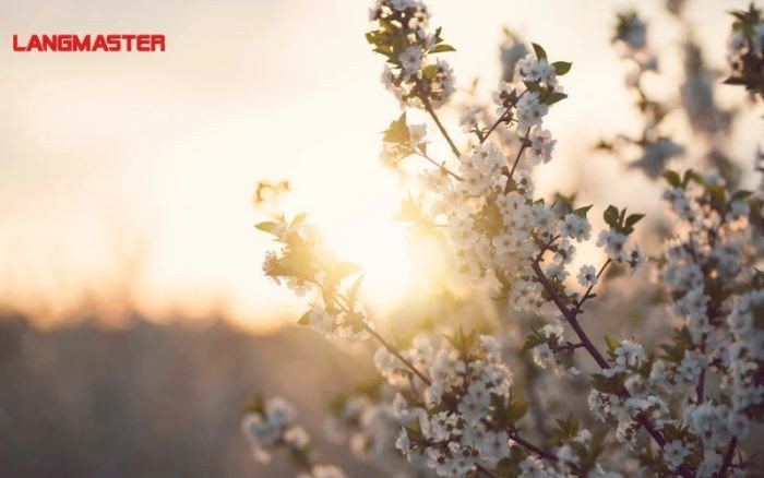 Đoạn văn mẫu miêu tả mùa xuân trong tiếng Anh