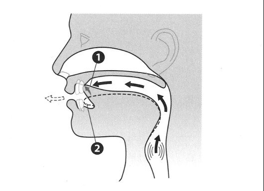 Hình ảnh minh họa cách đặt lưỡi để phát âm cặp âm /d/ và /t/ trong tiếng Anh, giúp phân biệt âm hữu thanh và vô thanh.