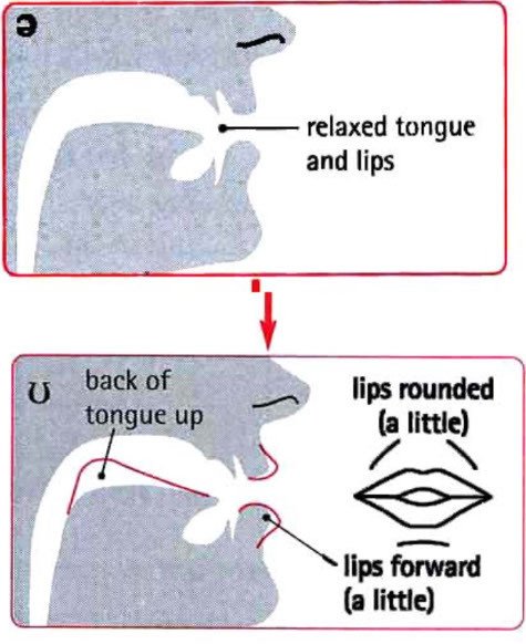Hình ảnh minh họa khẩu hình miệng khi phát âm nguyên âm đôi /ʊə/ trong tiếng Anh