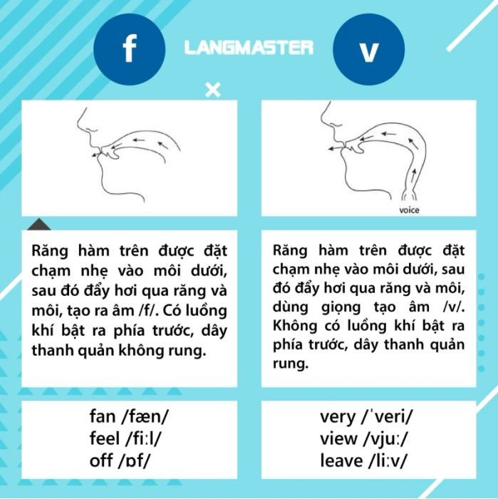 Hình ảnh so sánh cách phát âm âm F vô thanh và âm V hữu thanh