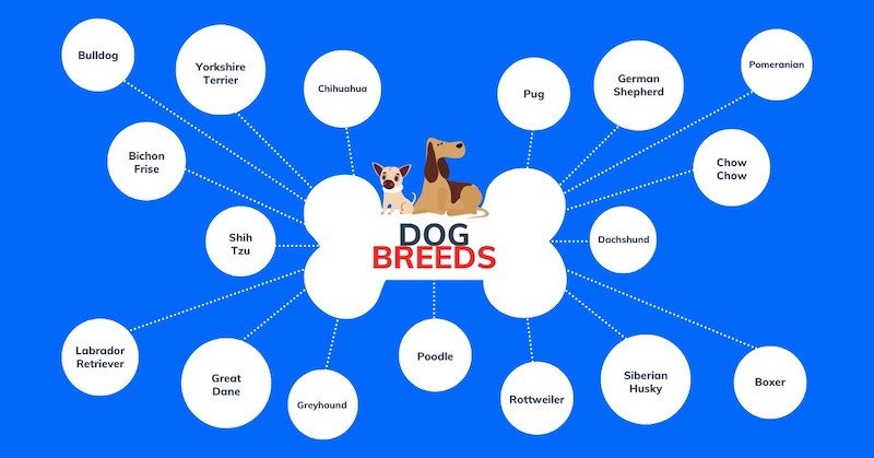 Học từ vựng tiếng Anh qua sơ đồ tư duy Mindmap