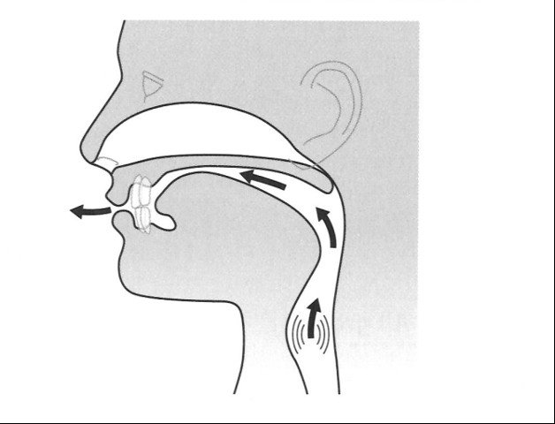 Hướng dẫn hình ảnh về cách cong lưỡi và tròn môi để tạo ra âm /ʒ/ hữu thanh và /ʃ/ vô thanh.