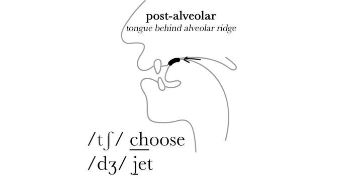 Mô tả vị trí lưỡi khi phát âm phụ âm chân răng trong tiếng Anh Mỹ