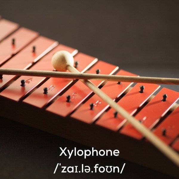 Người chơi đàn xylophone biểu diễn trên sân khấu với nhạc cụ mộc cầm đầy màu sắc, minh họa từ vựng tiếng Anh bắt đầu bằng chữ X.