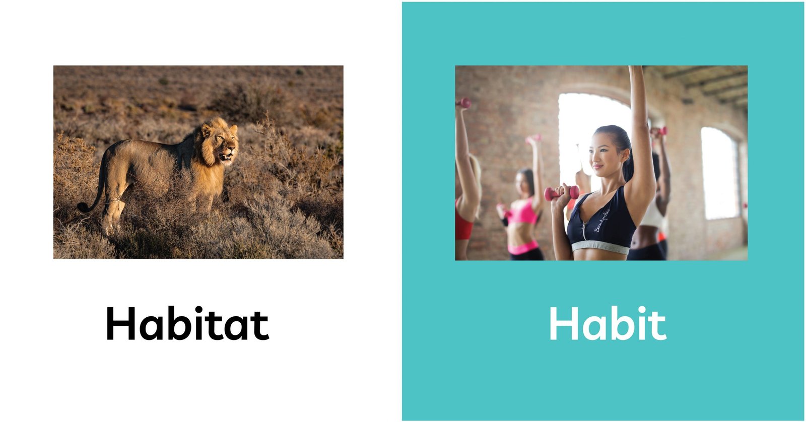 Phân biệt danh từ dễ nhầm lẫn Habitat và Habit