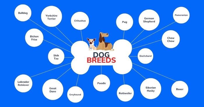 Sơ đồ tư duy giúp ghi chép từ vựng tiếng Anh hiệu quả