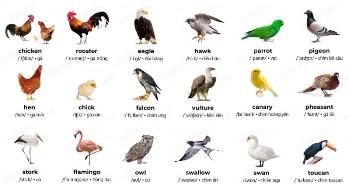 Từ vựng về các loài chim đa dạng từ chim sẻ đến đại bàng