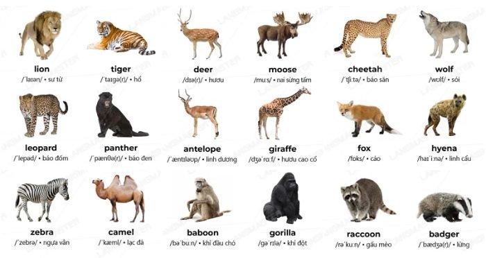 Từ vựng về động vật hoang dã từ hổ đến voi