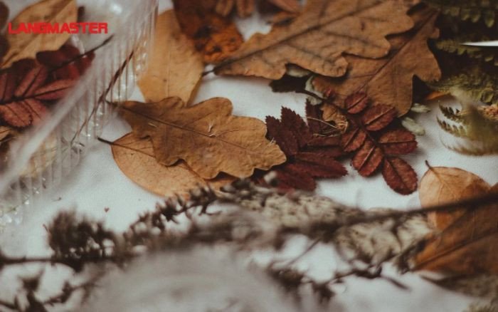 Ví dụ đoạn văn tiếng Anh về mùa thu lãng mạn